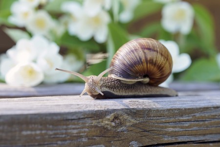 slug snail in the flowers in macroの写真素材