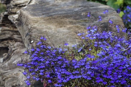 colorful Lobelia flower in the summer garden is a genus of flowering plants comprising 415 species with subcosmopolitan distribution primarily in tropical to warm temperate regions of the world.の写真素材