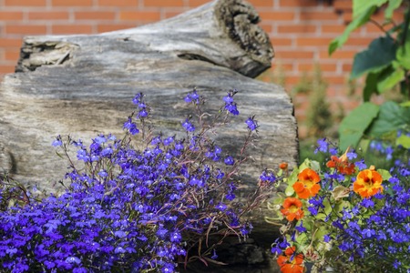 colorful flowers of Nasturtium in the sun in the summer gardenの写真素材