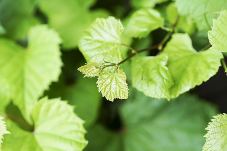 the Vine in the sky, with lush green foliageの写真素材