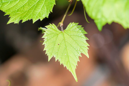 the Vine in the sky, with lush green foliage