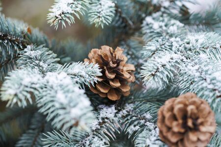 the blue Christmas tree branch with cones covered with snow,closeupの写真素材
