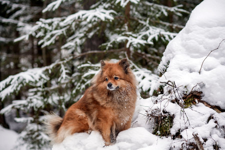 portrait of a German Spitz in the snow