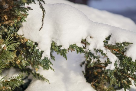 green leaves of a Bush in the sun in winterの写真素材