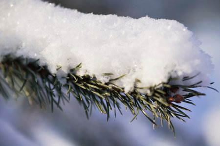 pine branch in winter forest in the snow