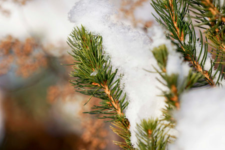 Branch snow pine tree in winter forest sunlight