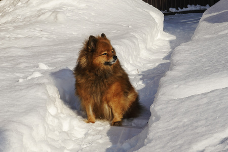 a dog on the street in winter. Portrait of a beautiful dog.の写真素材