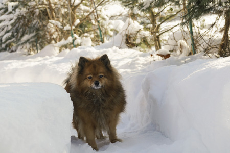a dog on the street. mans best friend. walks in nature. beautiful animalの写真素材