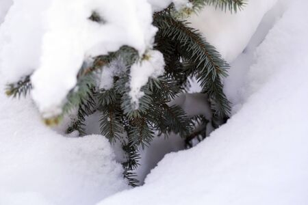 in the snow a blue spruce in the woods, fluffy snow on the spruce branches. background textureの写真素材