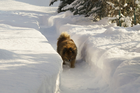 German Spitz on the street in winter sneaksの写真素材