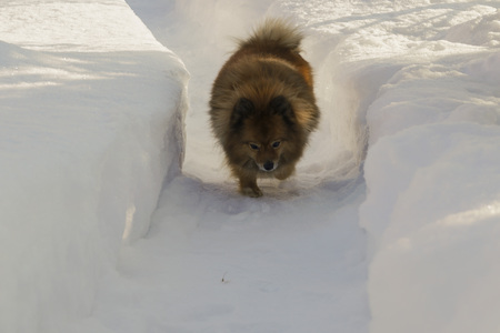 German Spitz on the street in winter sneaksの写真素材