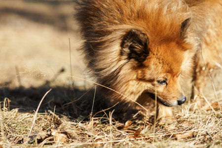 German Spitz at sunset