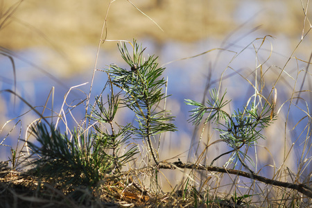 tree growing from moss sprout in the forest.の写真素材