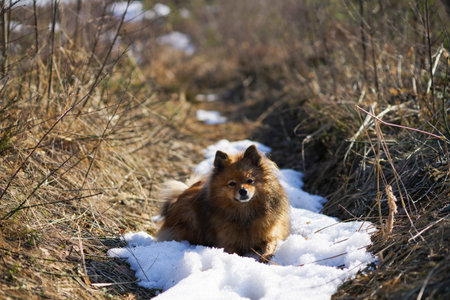 German Spitz at sunset