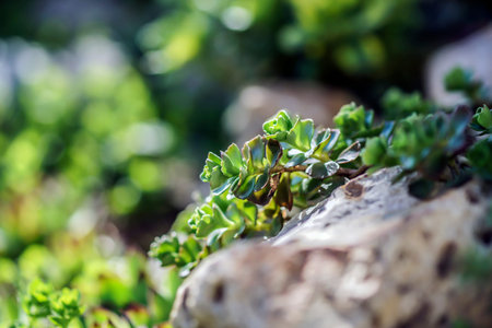 greens on the Sunny rocks