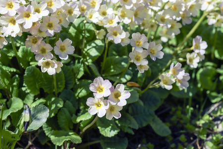 beautiful blooming yellow flowers of primrose in the sunの写真素材