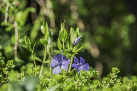 The spring forest creeping flower the Periwinkle blooms with blue bells. Isolated on studio macro shotの写真素材