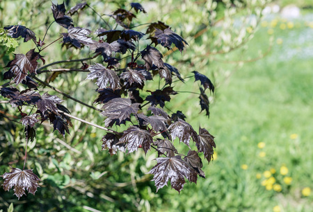 The sun red maple tree branch with young leaves on a background of a blurred garden in the springの写真素材