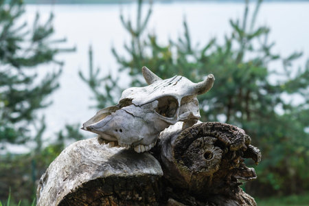 The skull of a dead animal lies on a decrepit fallen stump