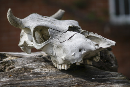 the old skull of the animal has fallen apart from time lies on a dilapidated stump against a red brick wallの写真素材