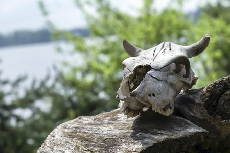 The skull of a dead animal lies on a decrepit fallen stumpの写真素材