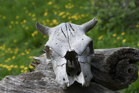 the skull of a dead animal, old age and time,close-up of a cow head with hornsの写真素材