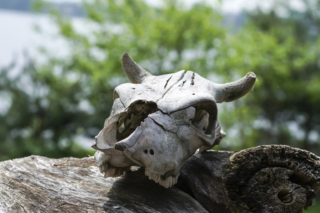 the skull of the animal lies on an old stump around the fragrant young green foliage of treesの写真素材