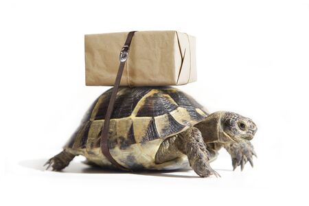 Turtle with shipping box on a back, isolated on white. Delivery concept. Selective focus.の写真素材