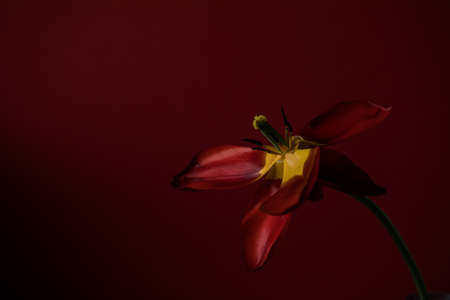 Abstract blurred background - red tulips on a darck, background in back or side soft lighting. Tulip flowers background for postcard or banner, copy spaceの写真素材