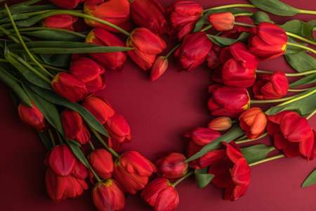 Bouquet of beautiful red tulips on red paper background. Minimal concept backdrop. Template for...