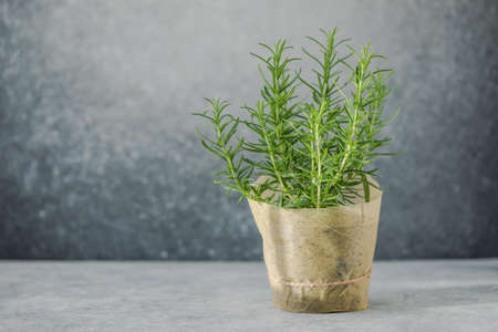 Rosemary grows in a pot. Eco concept. Eco food.の写真素材