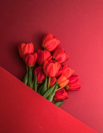 Creative layout made with tulip flowers on bright red background. Flat lay. Spring minimal concept.の写真素材