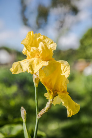 Germanica iris close-up in the garden. Atmospheric spring floral background. Solar banner with copy...