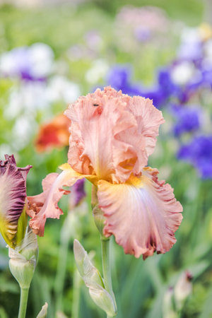 Germanica iris close-up in the garden. Atmospheric spring floral background. Solar banner with copy...