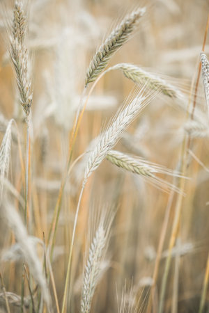Wheat closeup on wheat field. Beauty natureの写真素材