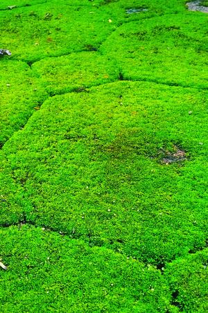 Green moss on old concrete floorの写真素材