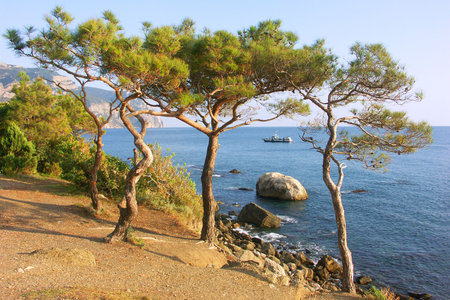 Pines on the shores of the Black Sea. View of Sleeping Beauty.の写真素材