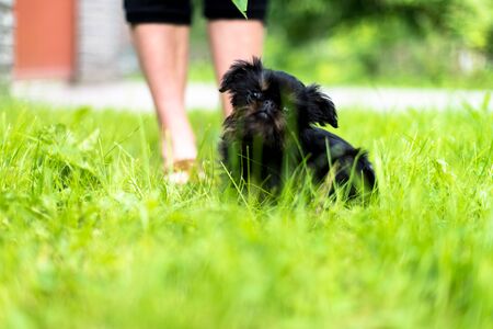 Puppy griffon terrier on a walk standing on the green grassの写真素材