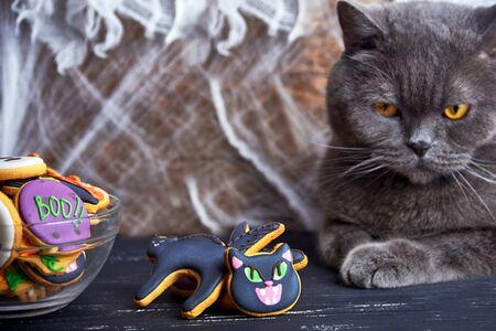 Close view at homemade halloween sweets gingerbread cookies  cat over black wooden table with spiderweb and cat at backgroundの写真素材