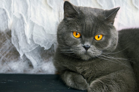 Cat breed British Blue lying on the table on white backgroundの写真素材