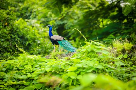 Beautiful peacock in the jungleの写真素材