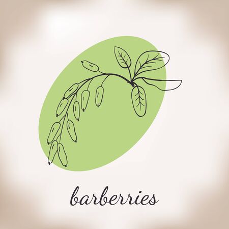 Handdrawn vector illustration barberries. Medicinal berry.For traditional medicine, gardening or cooking design, package, wrapper, label.のイラスト素材