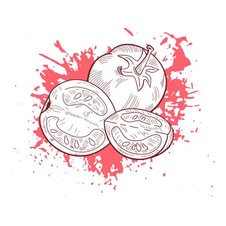 Hand drawn vector sketch tomato on grunge ink splash backround. Vegeterian organic food banner, flyer, poster with space for textのイラスト素材