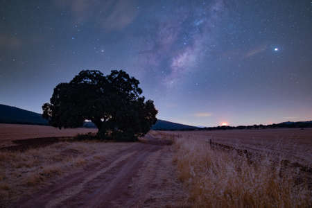 milky way over tree in the fieldの写真素材