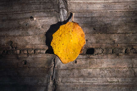 dew-wet autumn leaf on aged woodの写真素材