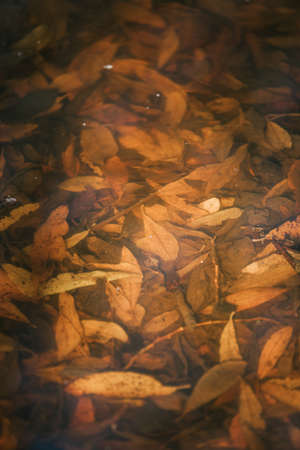 pond full of autumn leavesの写真素材