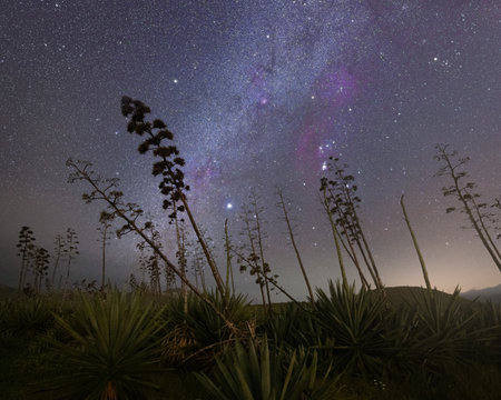 orion constellation with h-alpha colors and part of the milky way with red nebulae and forest in the foregroundの写真素材