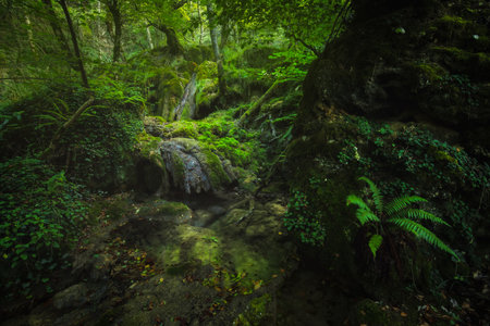 inside a very green and lush forest with rocks and water on the groundの写真素材