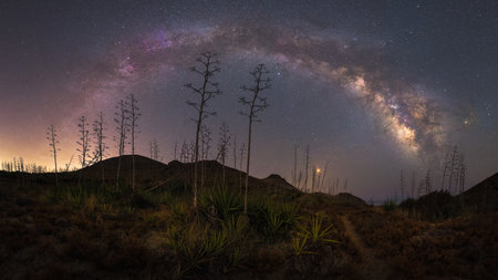 panoramic view of the arch of the milky way over the desert with trees and a very starry skyの写真素材