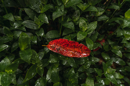 close up shot of wet green leaves with a red leaf on topの写真素材